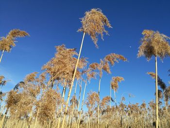 Low angle view of plants against clear blue sky