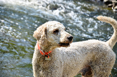 Close-up portrait of a dog in water