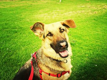 Portrait of dog on grassy field