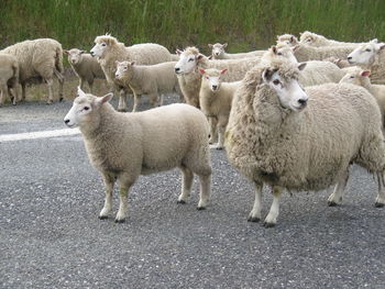 Sheep on farm