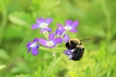 Close-up of bee pollinating on flower