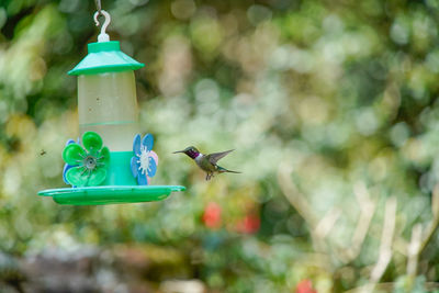 Close-up of bird flying against blurred background