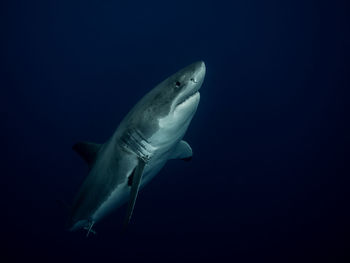 Close-up of shark swimming in sea