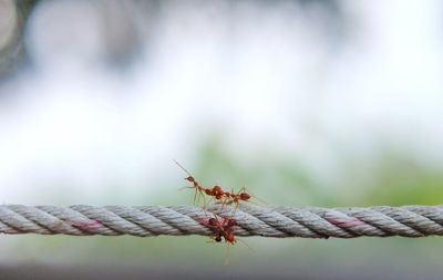 Ant action standing, red ants on the rope. concept team work together. blurred photo