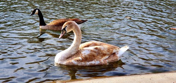 Duck in a lake