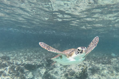 Fish swimming in sea