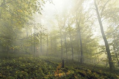 Sunlight streaming through trees in forest