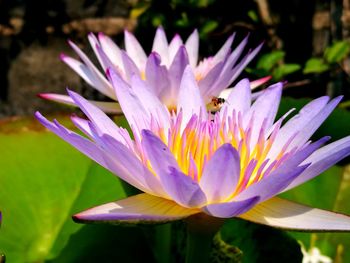 Close-up of insect on purple flower