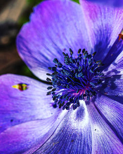 Close-up of purple flower