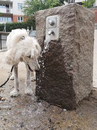View of a dog