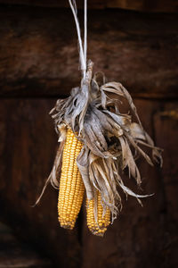 Close-up of dry corn hanging on rope