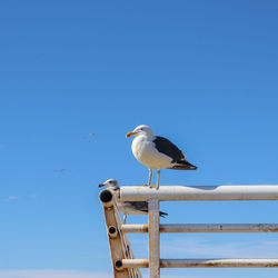 Seagul sitting