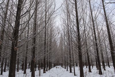 Trees on snow covered land during winter