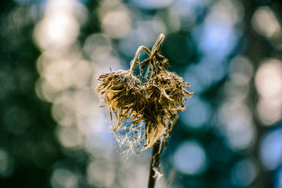 Close-up of dried plant