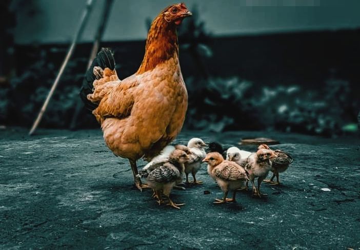 chicken, livestock, domestic animals, animal themes, bird, animal, pet, mammal, group of animals, rooster, agriculture, hen, poultry, farm, nature, no people, comb, food, beak, outdoors, day, young animal, focus on foreground, baby chicken, cockerel, young bird, chicken meat, meat, fowl