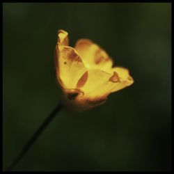 Close-up of yellow flower