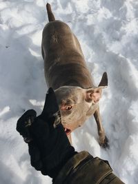 High angle view of dog in water