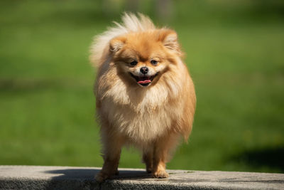 Portrait of dog standing outdoors