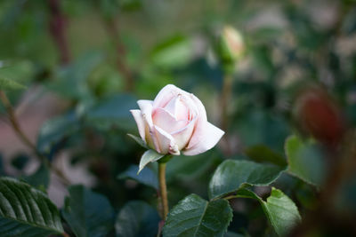 Close-up of white rose