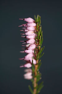 Close-up of pink flowering plant against black background