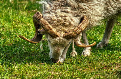 Close-up of a ram grazing in field