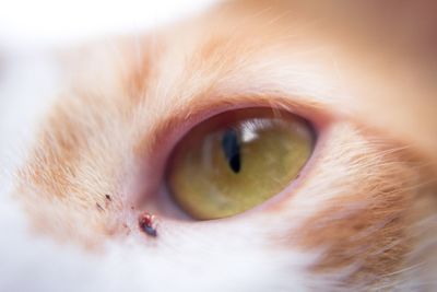 Close-up portrait of a cat