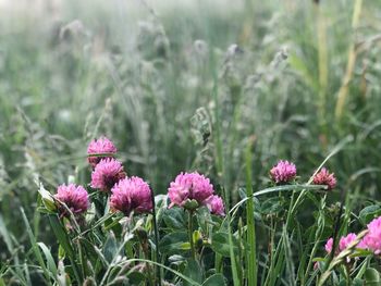 Close-up of pink flowering plants on field