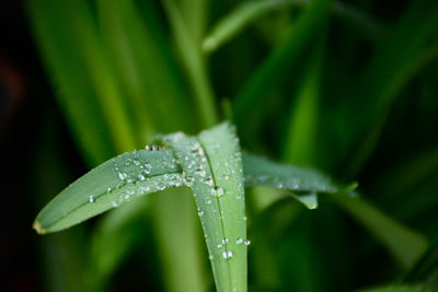 Close-up of water drops on leaf