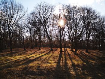 Trees on field against sky during sunset