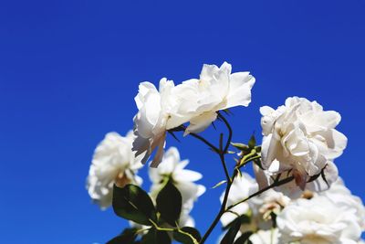 Low angle view of white cherry blossoms against clear blue sky