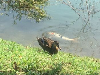 Bird on a lake