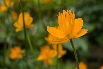 Close-up of yellow crocus blooming on field