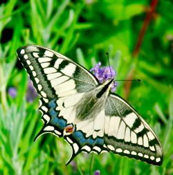 Butterfly perching on flower