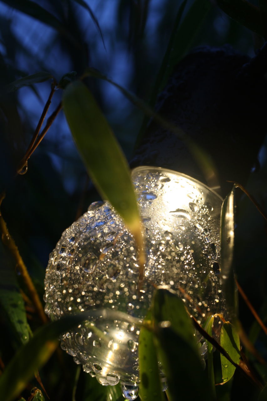 CLOSE-UP OF DEW ON PLANT