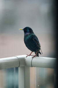 Close-up of bird perching on metal railing