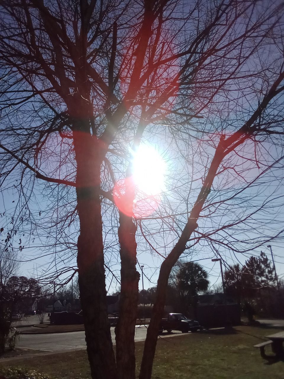 tree, plant, sky, nature, bare tree, sunlight, branch, sun, lens flare, beauty in nature, tranquility, sunbeam, light, morning, tree trunk, trunk, outdoors, no people, silhouette, day, tranquil scene, scenics - nature, leaf, park, growth, low angle view, land, back lit