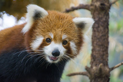 Close-up of red panda 