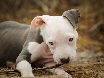 Close-up portrait of dog