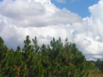 Low angle view of trees against cloudy sky