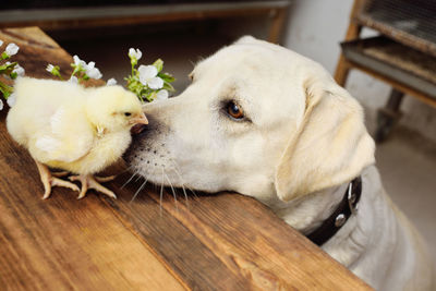 Dog labrador retriever looks with interest and sniffs a chicken chick on a wooden table 