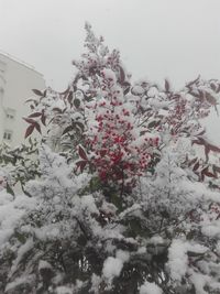 Close-up of snow on plant during winter