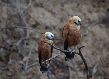 Closeup portrait of two black-collared hawks busarellus nigricollis sitting on branch bolivia.