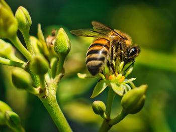 Close-up of bee pollinating on flower