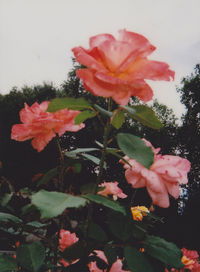 Close-up of pink flowers blooming outdoors