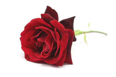 Close-up of red flower over white background