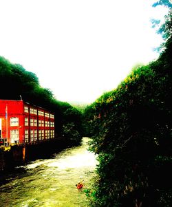 Trees against clear sky