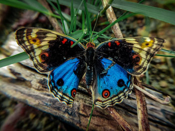 Butterfly on flower