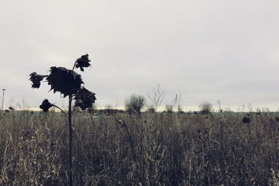Plants on field against clear sky