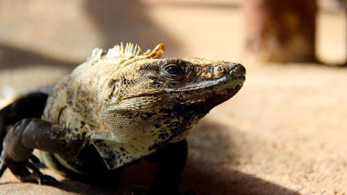 Close-up of marine iguana at beach