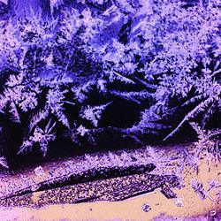 Close-up of tree in winter